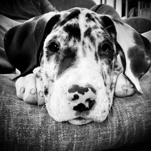 Fundraising Page: Dessie Lunsford